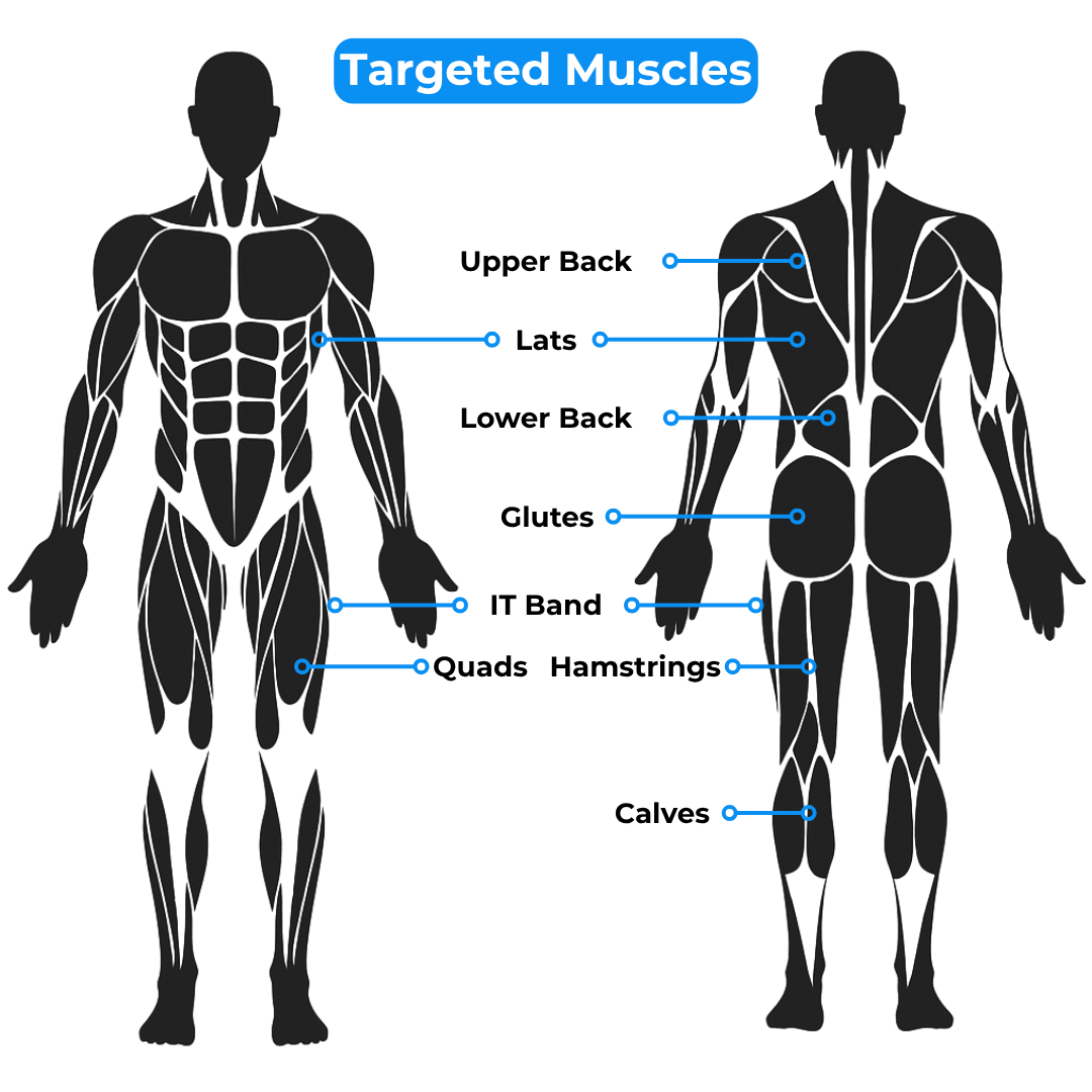 Visual diagram of the human body from front and back, highlighting muscles targeted by the Body Stick-24—ideal for identifying key areas for massage and enhancing your full-body recovery routine.